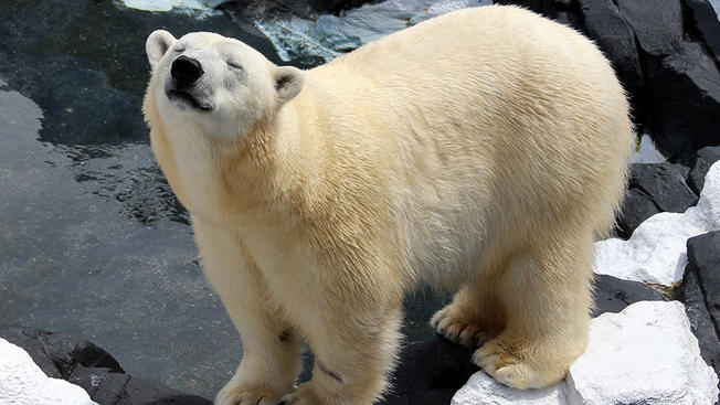 Összetört szíve ölte meg a párjától elszakított jegesmedvét