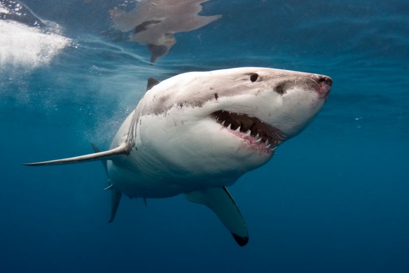 200 kilós fehér cápa vetette magát a halász hajójára