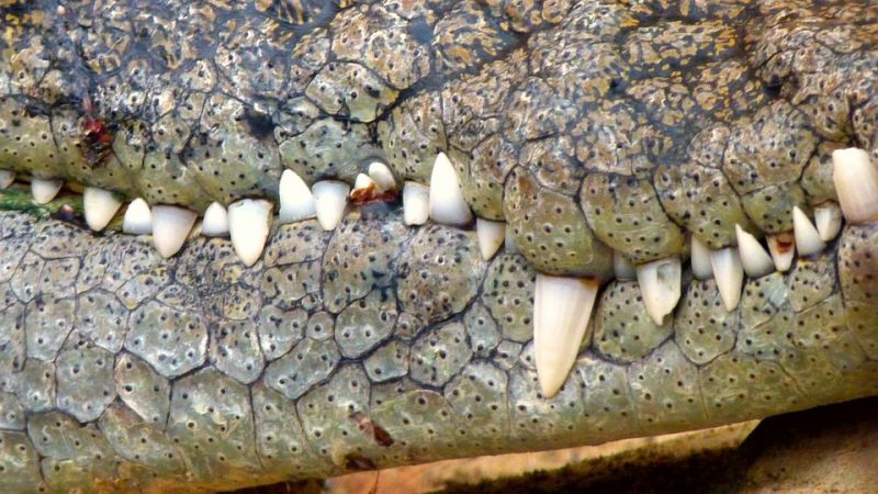 Krokodilok gyomrában találták meg az afrikai vadász darabjait