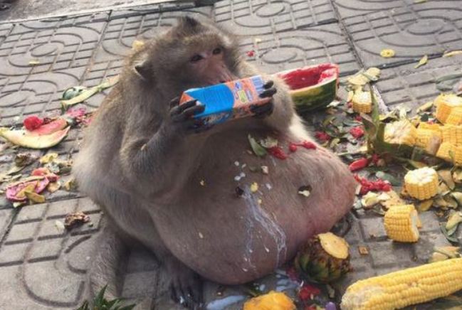 Duplájára hízott Dagi bácsi, a turisták kedvenc majma