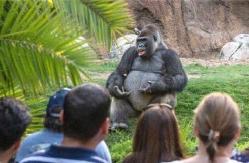 Intelligensen magyarázó gorillán röhög az internet