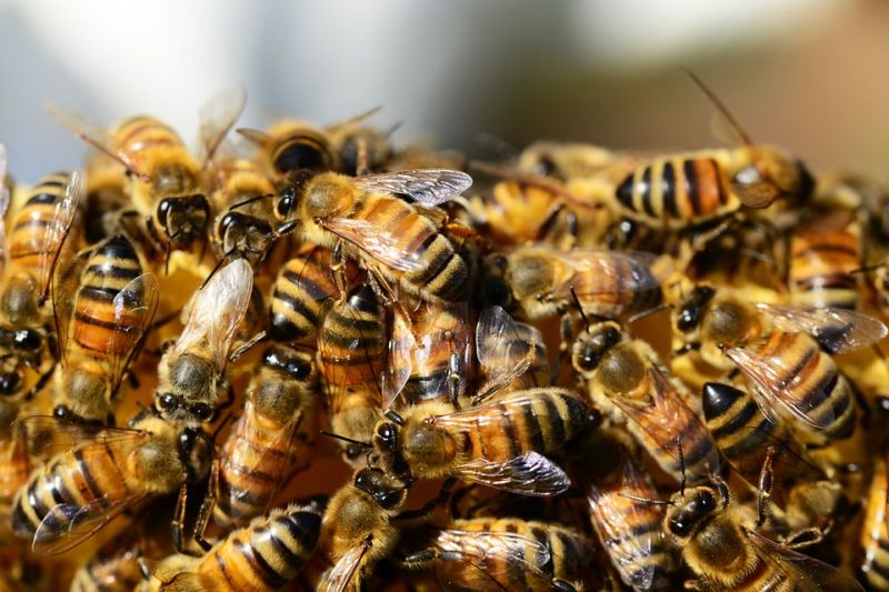 Többezer méh veszélyeztette a gyereknapot