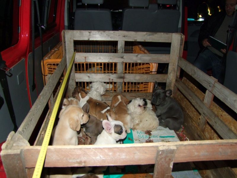 Ötvennégy kiskutya került elő egy furgonból Zalában