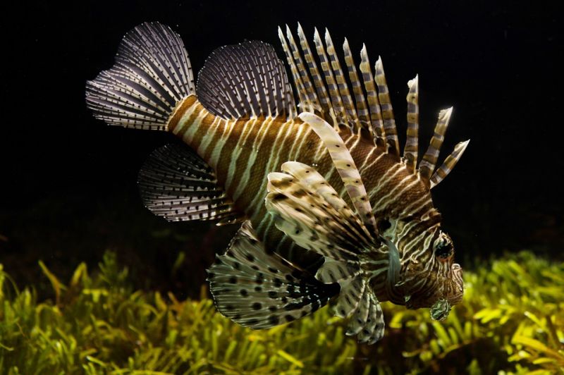 Transzneművé válnak a halak a vízbe kerülő vegyi anyagoktól