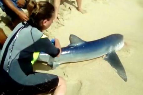 Sebesült cápa miatt retteghettek Mallorcán a strandolók