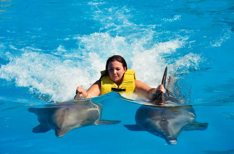 Betiltották a delfinekkel úszást Franciaországban