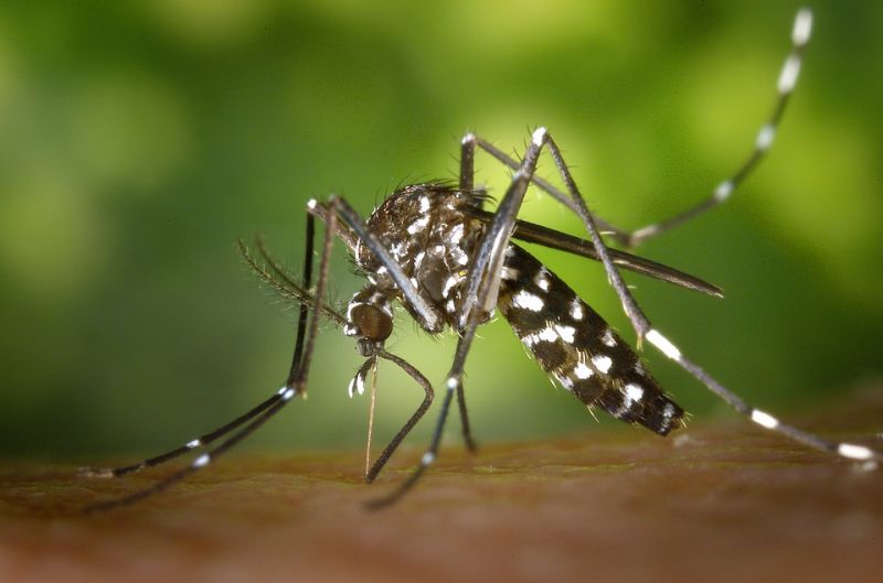 Tovább zajlik a szúnyogirtás